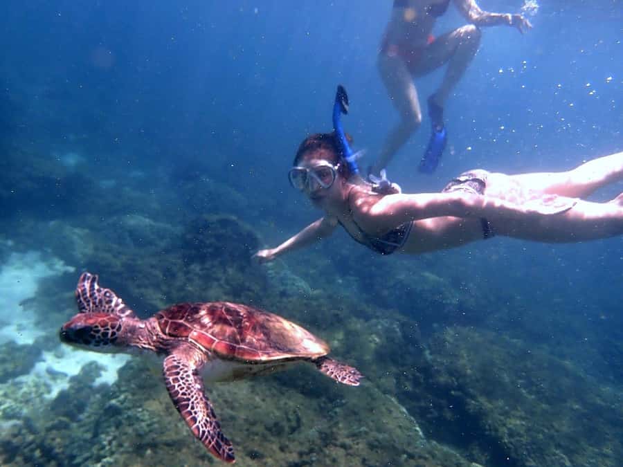 Dimaniyat Islands Snorkeling Trip - Black Tip for rays, leopard sharks, and whale sharks
