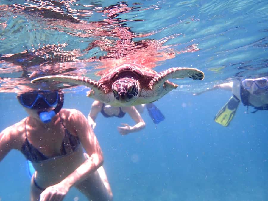 Dimaniyat Islands Snorkeling Trip - Tips for getting more from the water time