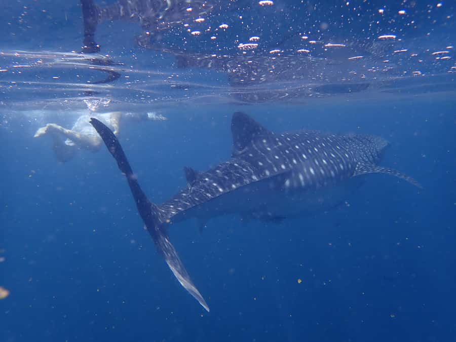 Dimaniyat Islands Snorkeling Trip - Meeting at Al-Seeb Port at 8:20 AM