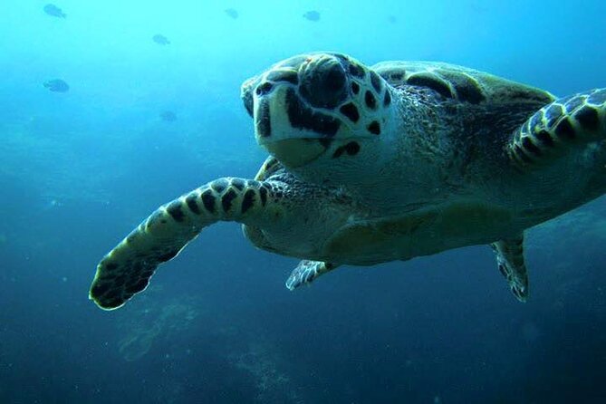 Discover Scuba Diving from a Fishing Village - The first 30 minutes: fitting equipment and learning the basics