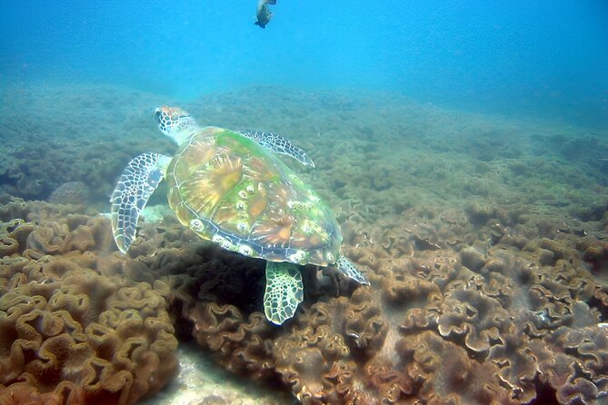 Dolphin Watching and Snorkeling Activity in Muscat - Leaving Marina Bandar Al Rowdha at 9:45 am