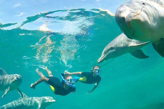 Dolphin Watching and Snorkeling Activity in Muscat - The dolphin search: patience pays off