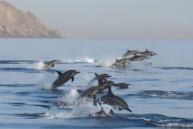 Dolphin Watching and Snorkeling Activity in Muscat - Snorkeling over Muscat’s coral beds