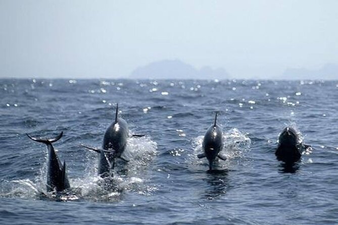 Dolphin Watching and Snorkeling Activity in Muscat - Who will enjoy this Muscat outing