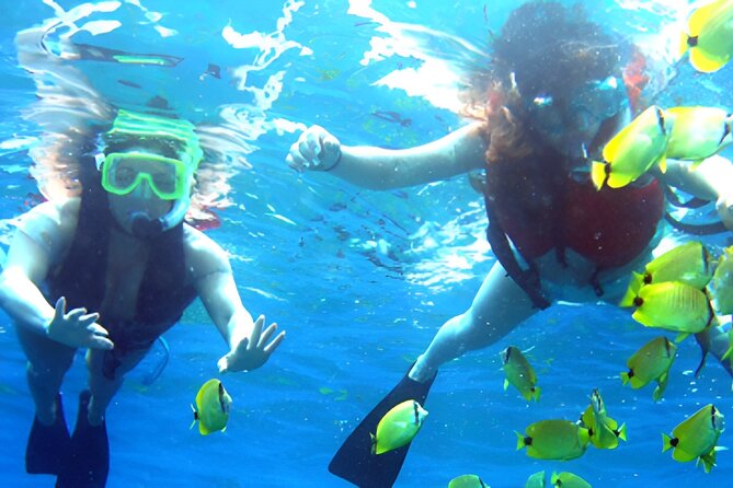 Dolphin Watching and Snorkeling Activity in Muscat - How the three-hour schedule really works