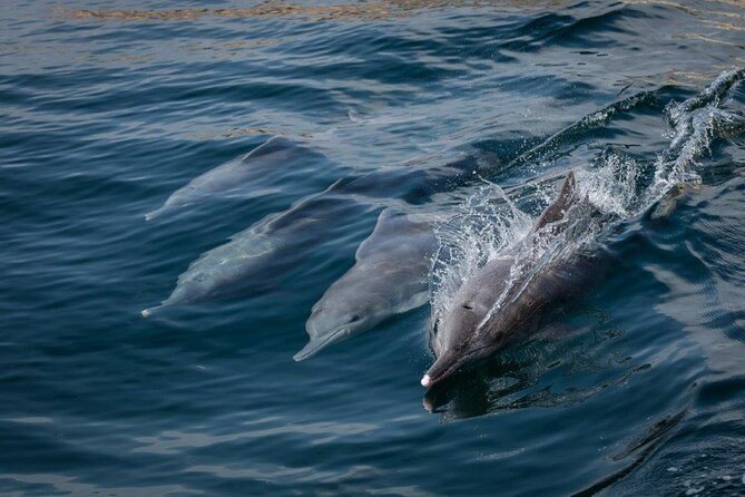 Dolphin Watching and Snorkeling Cruise Experience in Muscat - Looking for dolphins in Muscat’s coastal waters