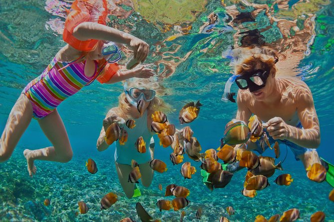 Dolphin Watching and Snorkeling Tour from Muscat - Key Points Before You Book