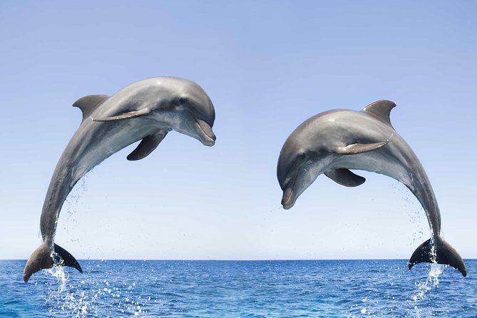 Dolphin Watching and Snorkeling Tour from Muscat - The Dolphin Search Along Oman’s Coast