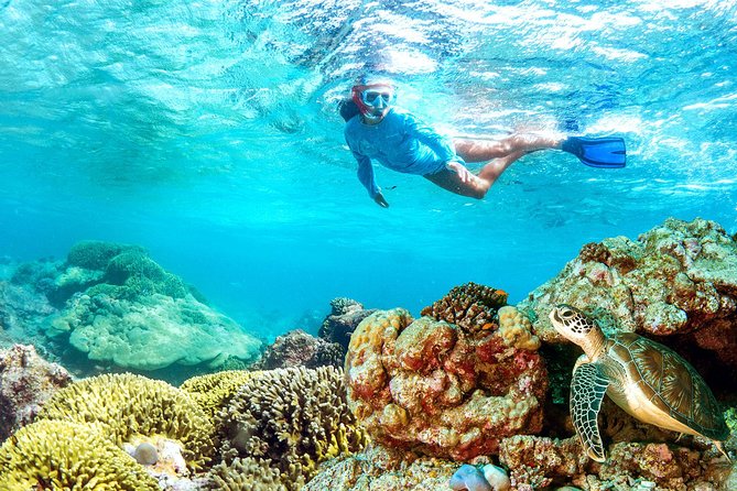 Dolphin Watching and Snorkeling Tour from Muscat - The Best and Weakest Parts of the Experience