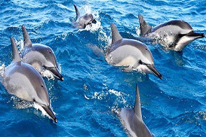 Dolphin Watching and Snorkeling Tour from Muscat - Snorkeling for One Hour in Bandar Khiran