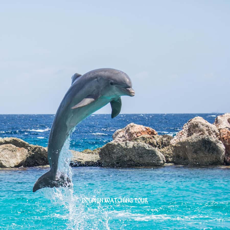 Dolphin Watching and Snorkeling Tour with Hotel Transfers - Key points before you book