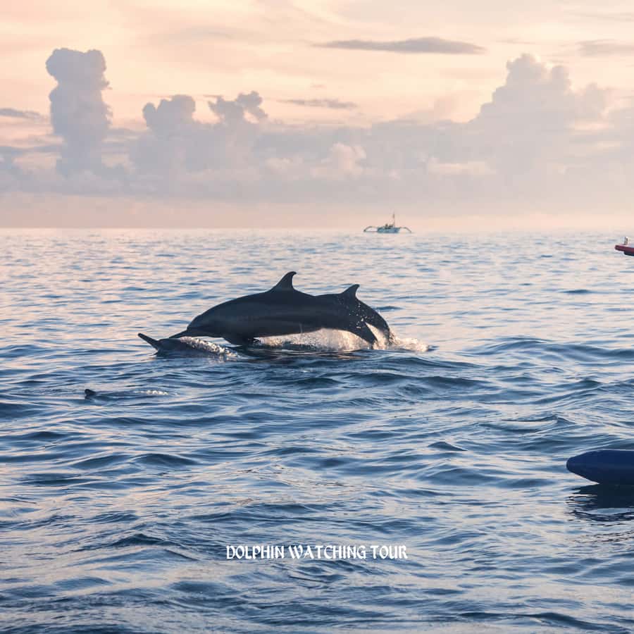 Dolphin Watching and Snorkeling Tour with Hotel Transfers - Setting out from Muscat toward Bandar Al Rowdha