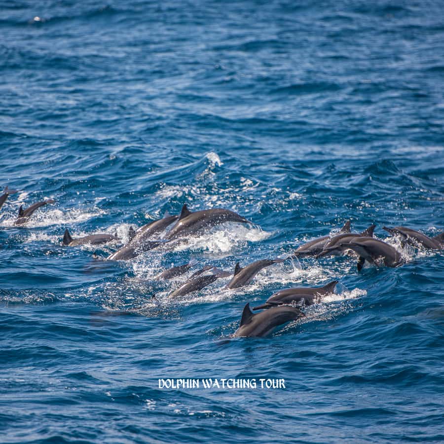 Dolphin Watching and Snorkeling Tour with Hotel Transfers - Muscat’s rugged coastline from the water
