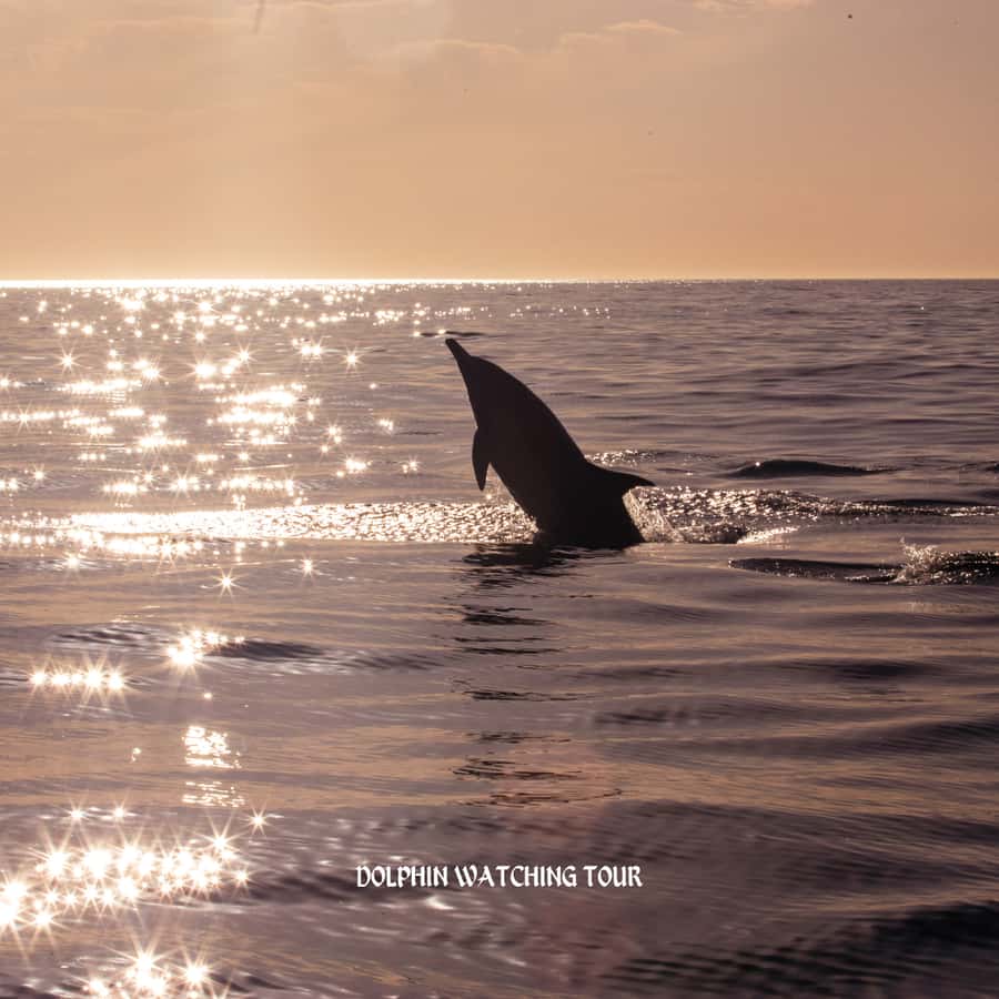 Dolphin Watching and Snorkeling Tour with Hotel Transfers - Booking advice and small practical details