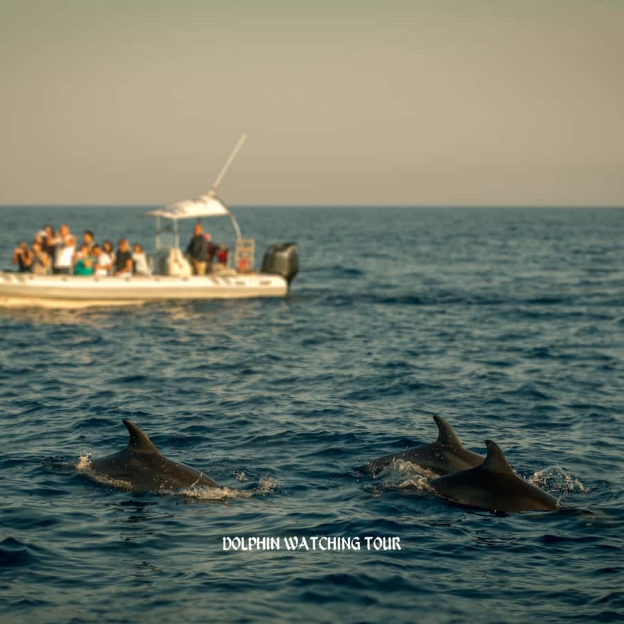 Dolphin Watching and Snorkeling Tour with Hotel Transfers - Watching dolphins in their natural home