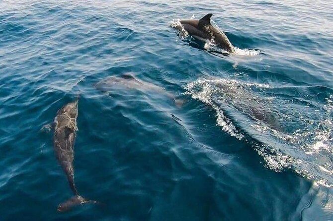 Dolphin Watching in Muscat - The boat ride back along Muscat’s coast