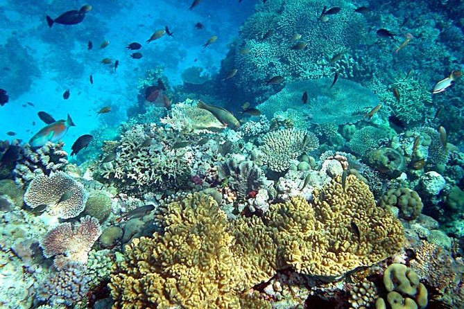 Dolphin Watching & Snorkeling - Seeing Muscat from the boat