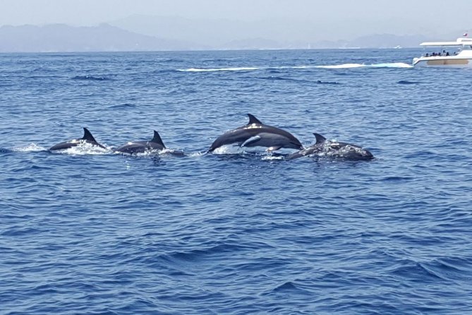 Dolphin Watching & Snorkeling - What is included, and what may cost extra