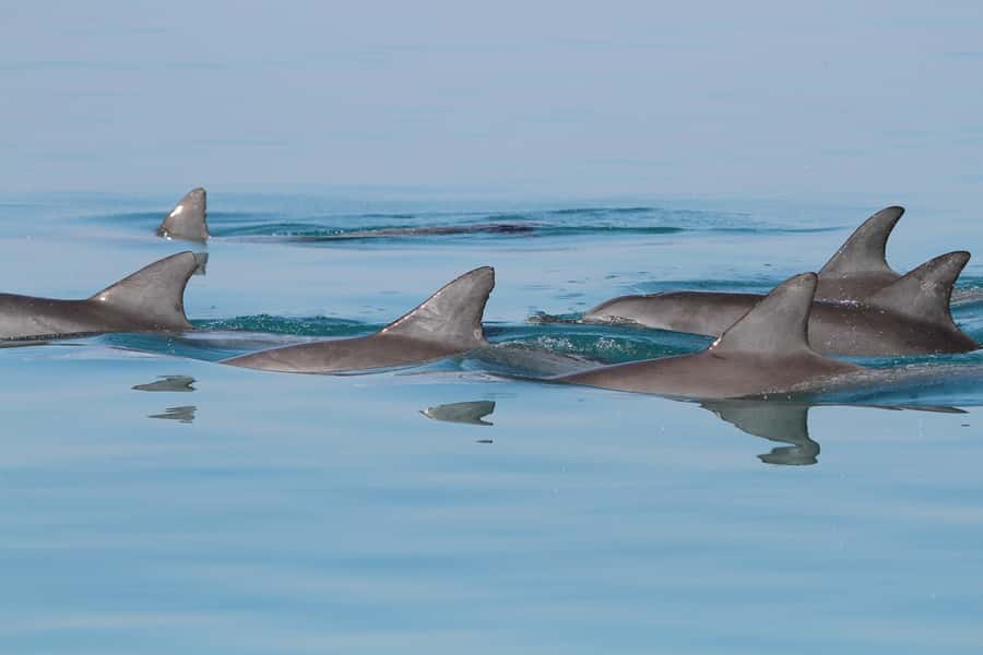 Dolphin Watching Tour - Quick take on the Muscat dolphin trip
