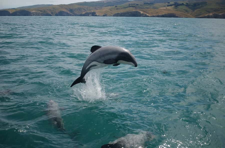Dolphin Watching Tour - The dolphins you may see around Muscat