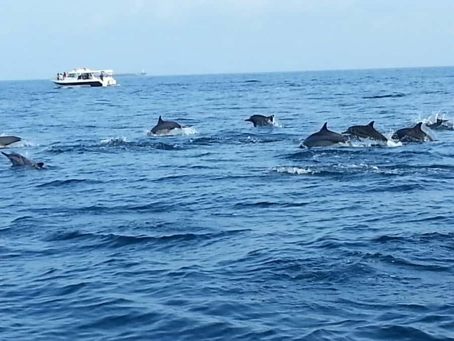 Dolphin Watching Tour - What the captain and guide add