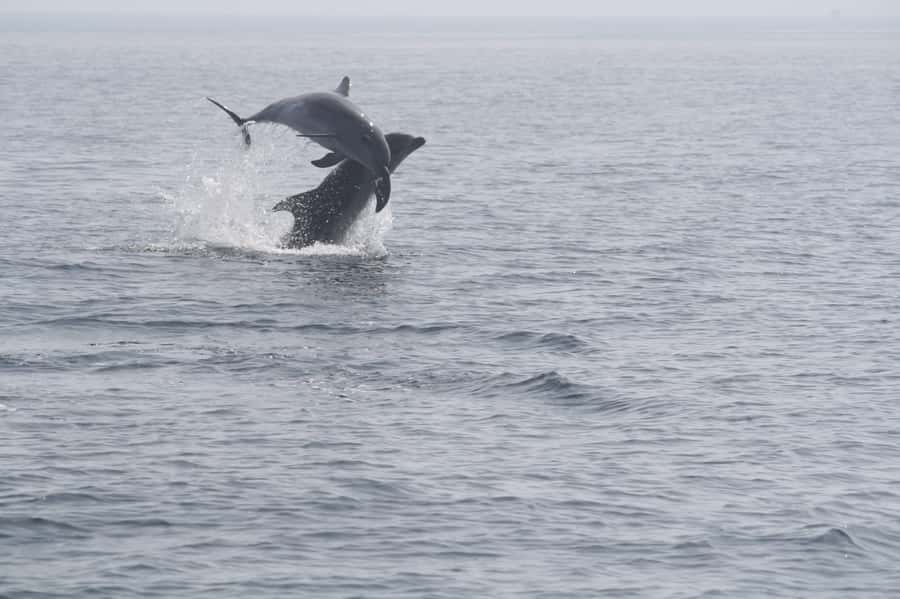 Dolphin Watching Tour - What the two-hour route includes