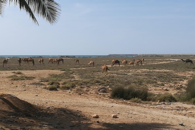 East Salalah Highlights: Half-Day Heritage & Scenic Countryside - Wadi Darbat, water and open countryside