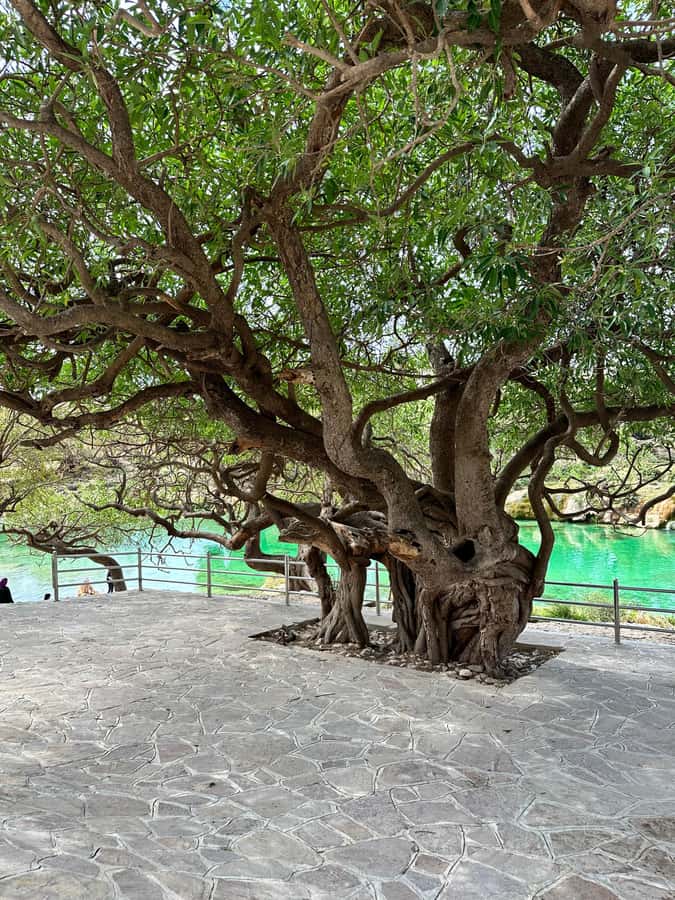 Elite Private Full Day Tour - Salalah Main Attractions - Wadi Derbat and the waterfall stop