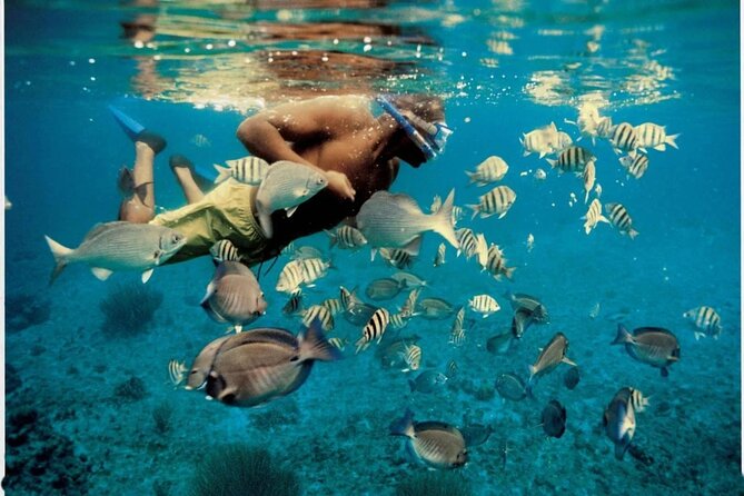 Experience Dolphin watching and snorkeling in Muscat - Setting out from Marina Bandar Al Rowdha at 9:45 am