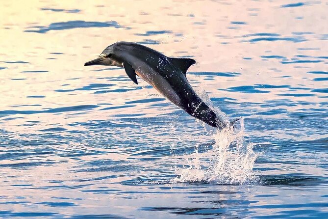 Experience Dolphin watching and snorkeling in Muscat - Pickup, marina access, and group size