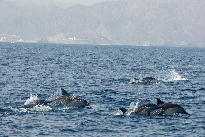 Experience Dolphin watching and snorkeling in Muscat - What to bring and what to confirm