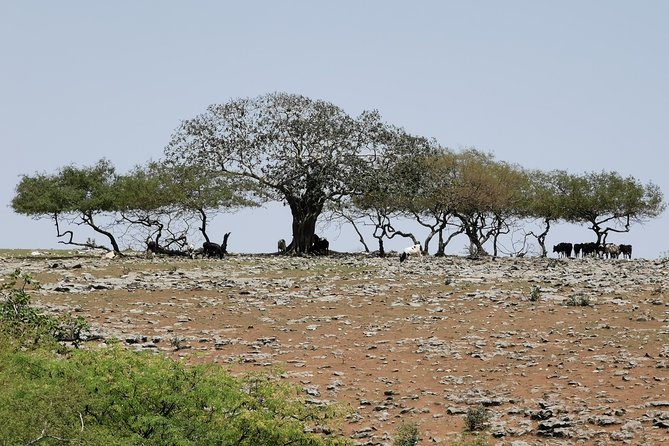 Explore Samhan Mountain – Half-Day Getaway with Lunch Included. - Tawi Attair shows Dhofar’s dramatic geology