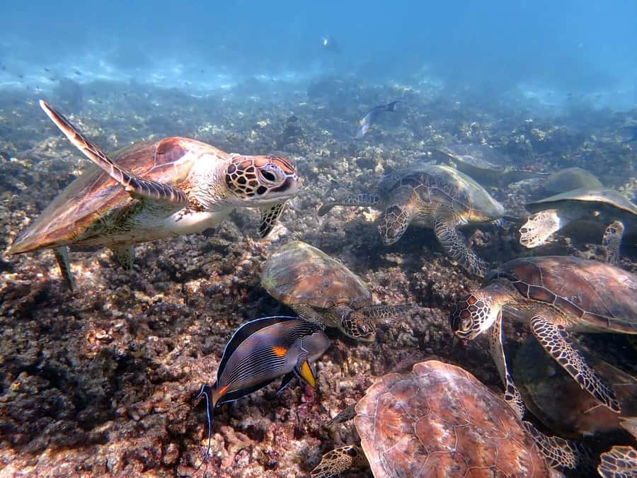From Al-Seeb: Dimaniyat Islands Boat Trip with Snorkeling - Turtle City and the first hour in the water