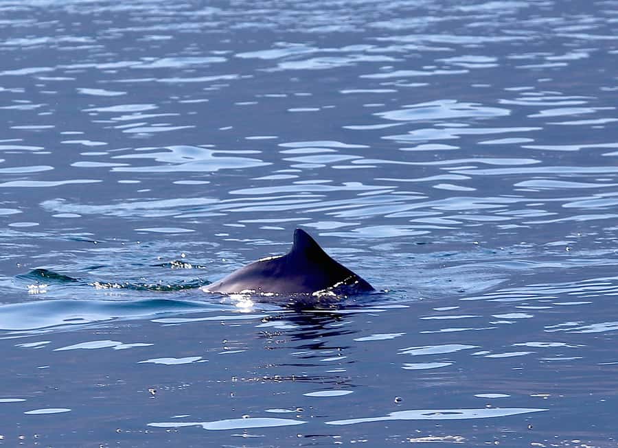 From Khasab: Fjords of Musandam Dhow Cruise & Buffet Lunch - Watching for dolphins near Khasab