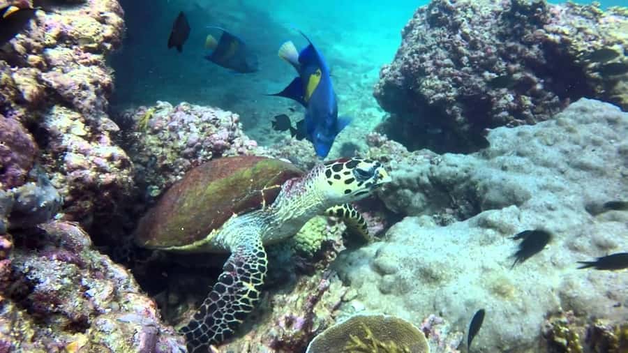 From Muscat: Dimaniyat Islands Snorkeling Tour - Is $85 a good price?