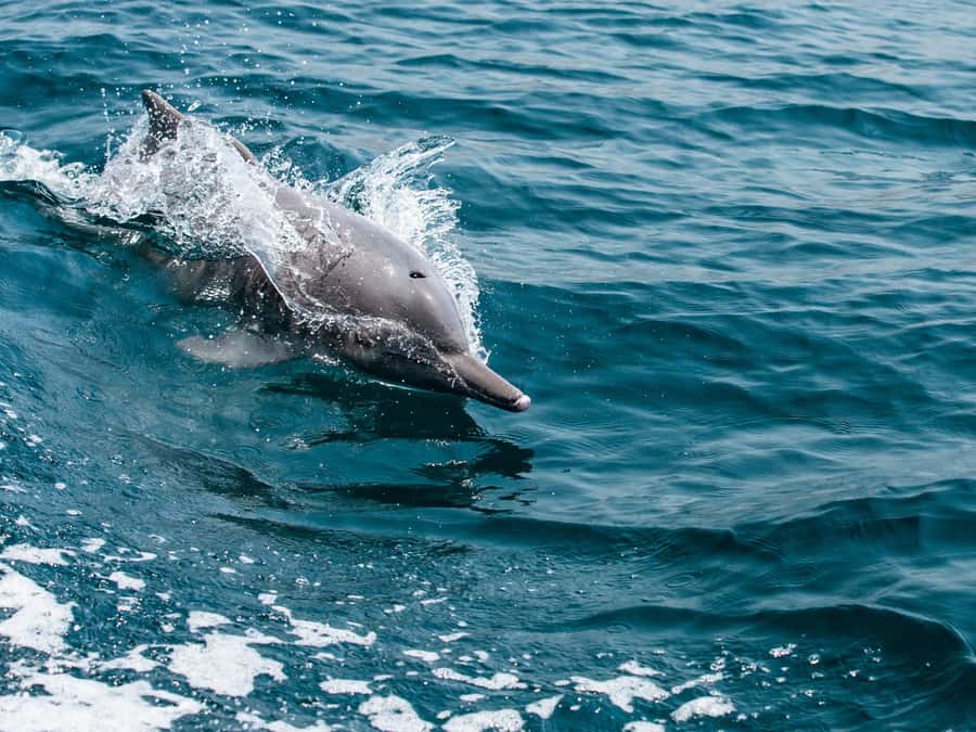 From Muscat: Discover Dolphins Day Trip - Key points before you book
