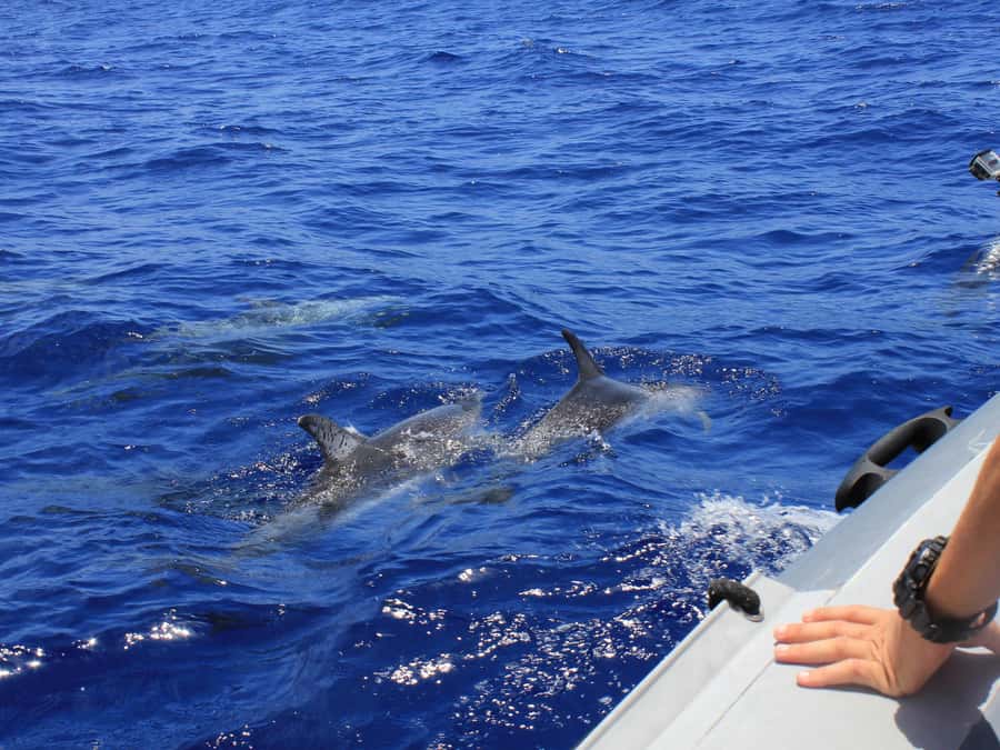 From Muscat: Discover Dolphins Day Trip - Setting out from Marina Bandar Al Rawdha
