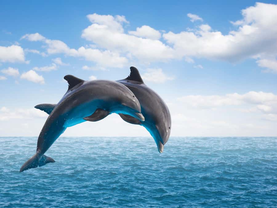 From Muscat: Discover Dolphins Day Trip - What the guide adds to the encounter
