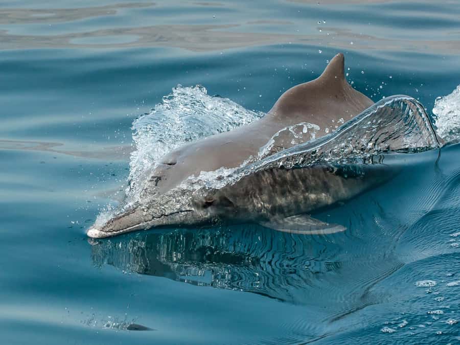 From Muscat: Discover Dolphins Day Trip - The best time to choose: 08:00 or 10:00