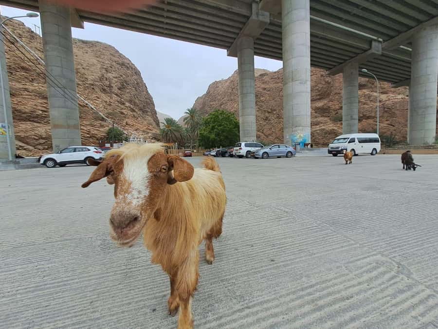 From Muscat: Guided Overnight Desert Camp Tour - Hiking through Wadi Shab