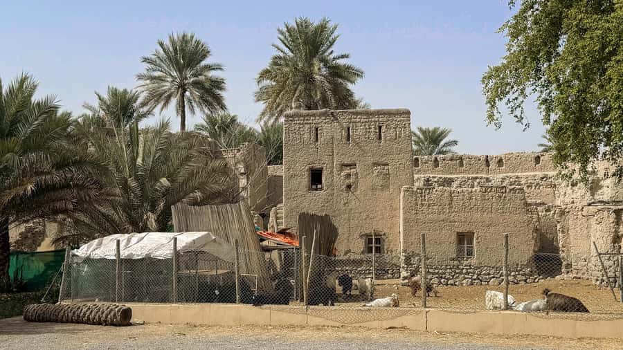 From Muscat: Nizwa and Jebel Akhdar Tour with Lunch - Who should book the Nizwa and Jebel Akhdar tour