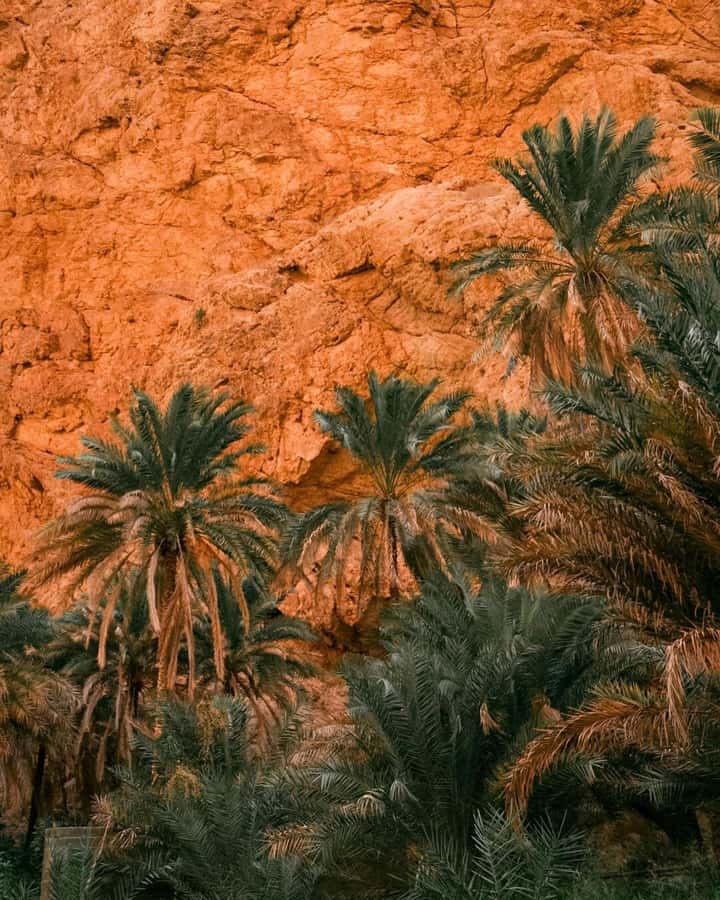 From Muscat:Private Wadi Shab and Bimmah SinkHole Tour - The guide can shape the experience
