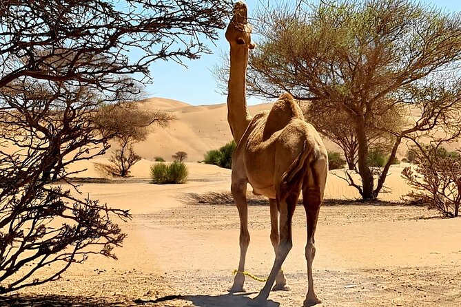 From Muscat: Wadi Hawar and Wahiba Sands Desert Tour - Timing, food, and what to bring