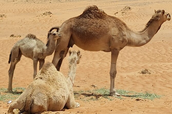 From Muscat: Wadi Hawar and Wahiba Sands Desert Tour - Who should book this experience