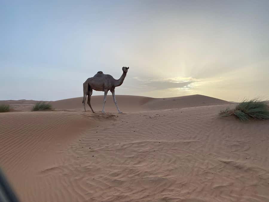From Muscat: Wahiba Sands Sunset with Desert Camp Dinner - Key points at a glance