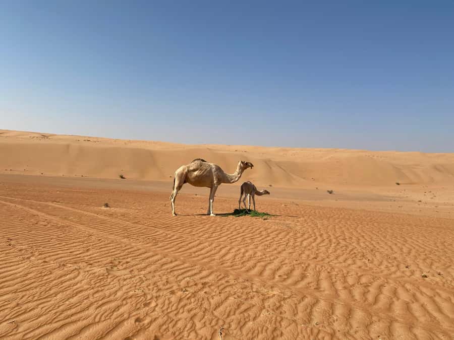 From Muscat: Wahiba Sands Sunset with Desert Camp Dinner - A camel ride at a gentle desert pace