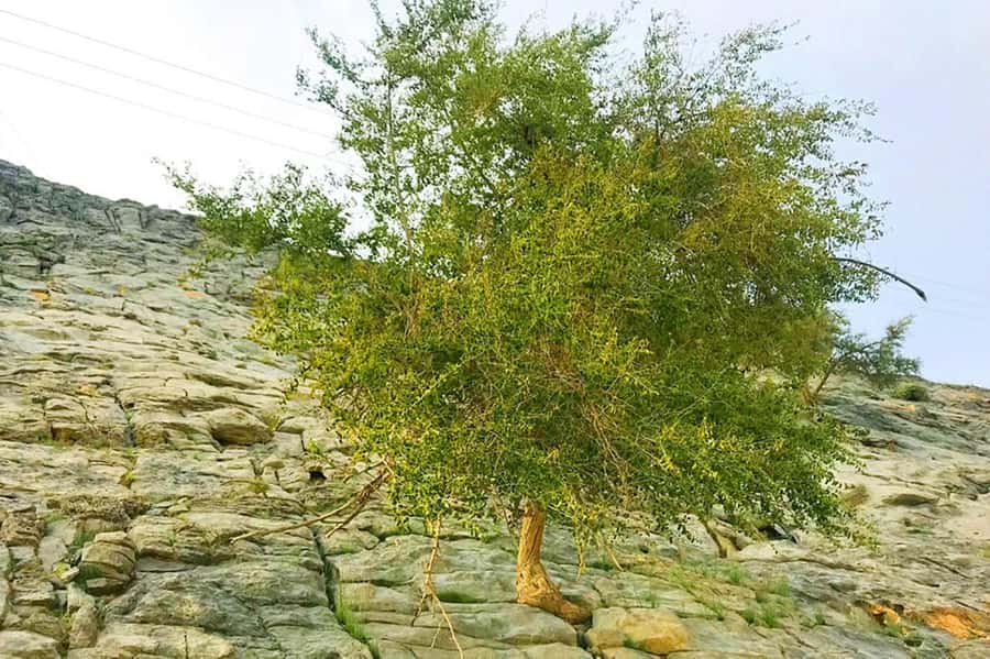 From Ras Al Khaima : Dolphin Watching and Jabal Harim Safari - Climbing Jabal Harim by private 4x4