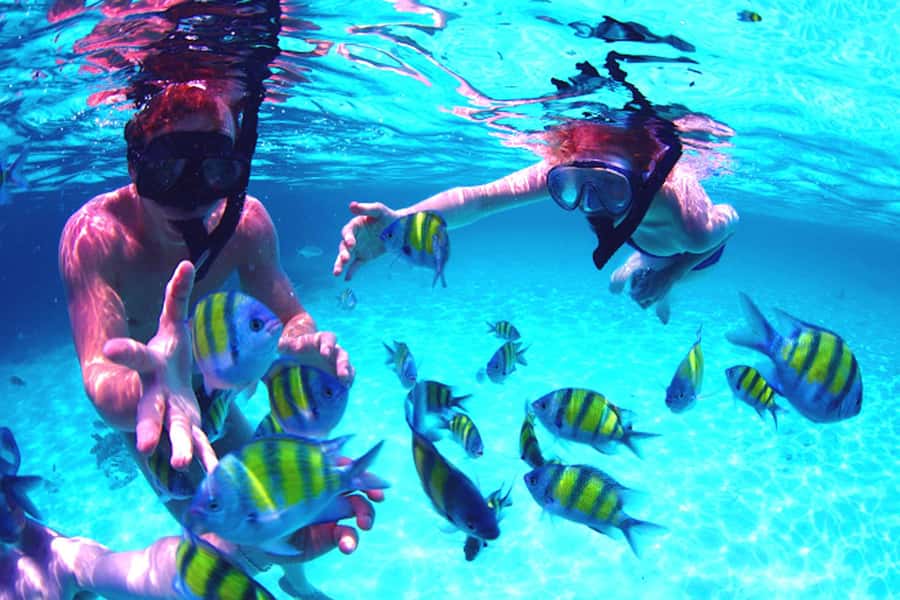 From UAE: Musandam Khasab Dolphin Watching Trip with Lunch - Key points to know before booking