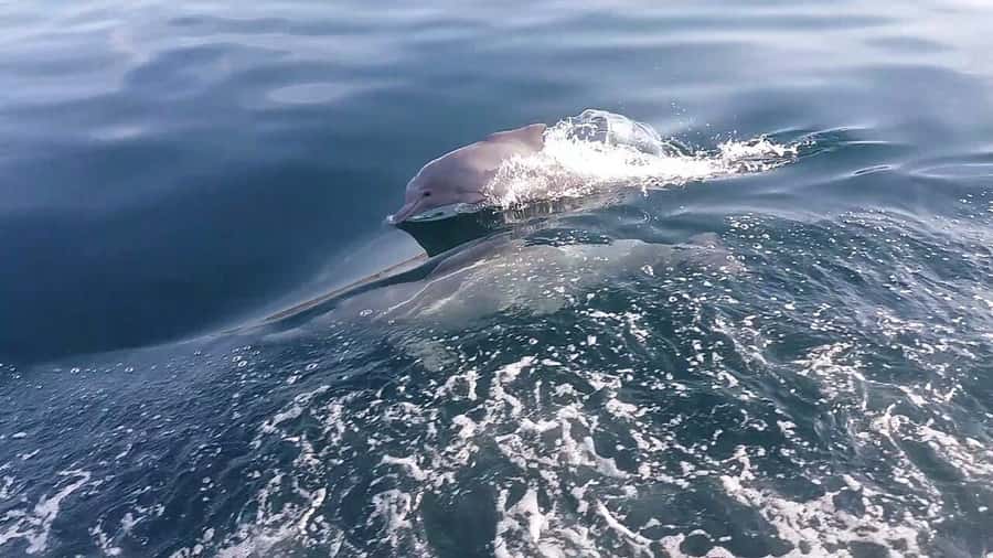 From UAE: Musandam Khasab Dolphin Watching Trip with Lunch - Setting sail from Khasab at 9:30 AM