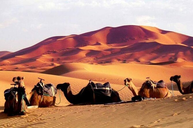 Full-Day Desert Safari Jeep Tour in Ash Sharqiyah Governorate - What the price includes, and what it does not